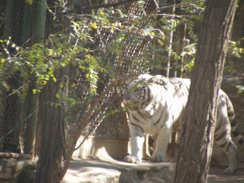 DSCF0785.JPG