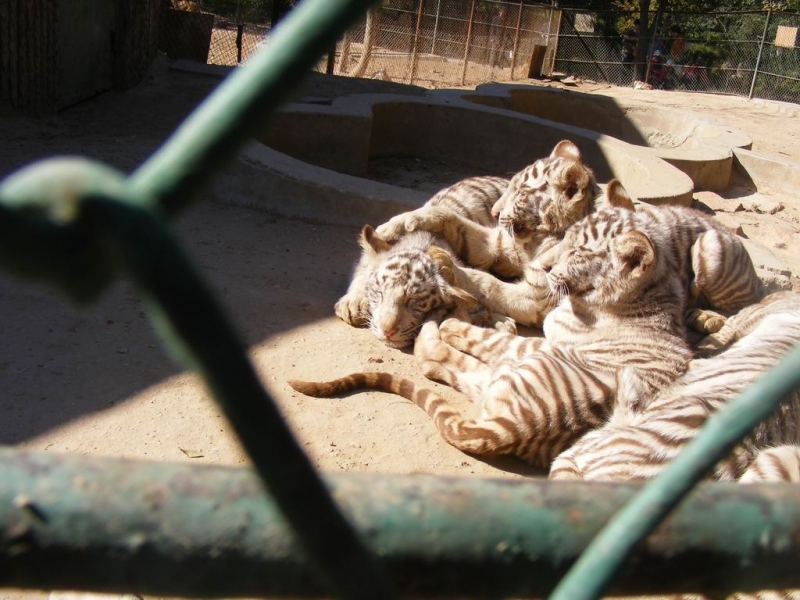 DSCF0781.JPG