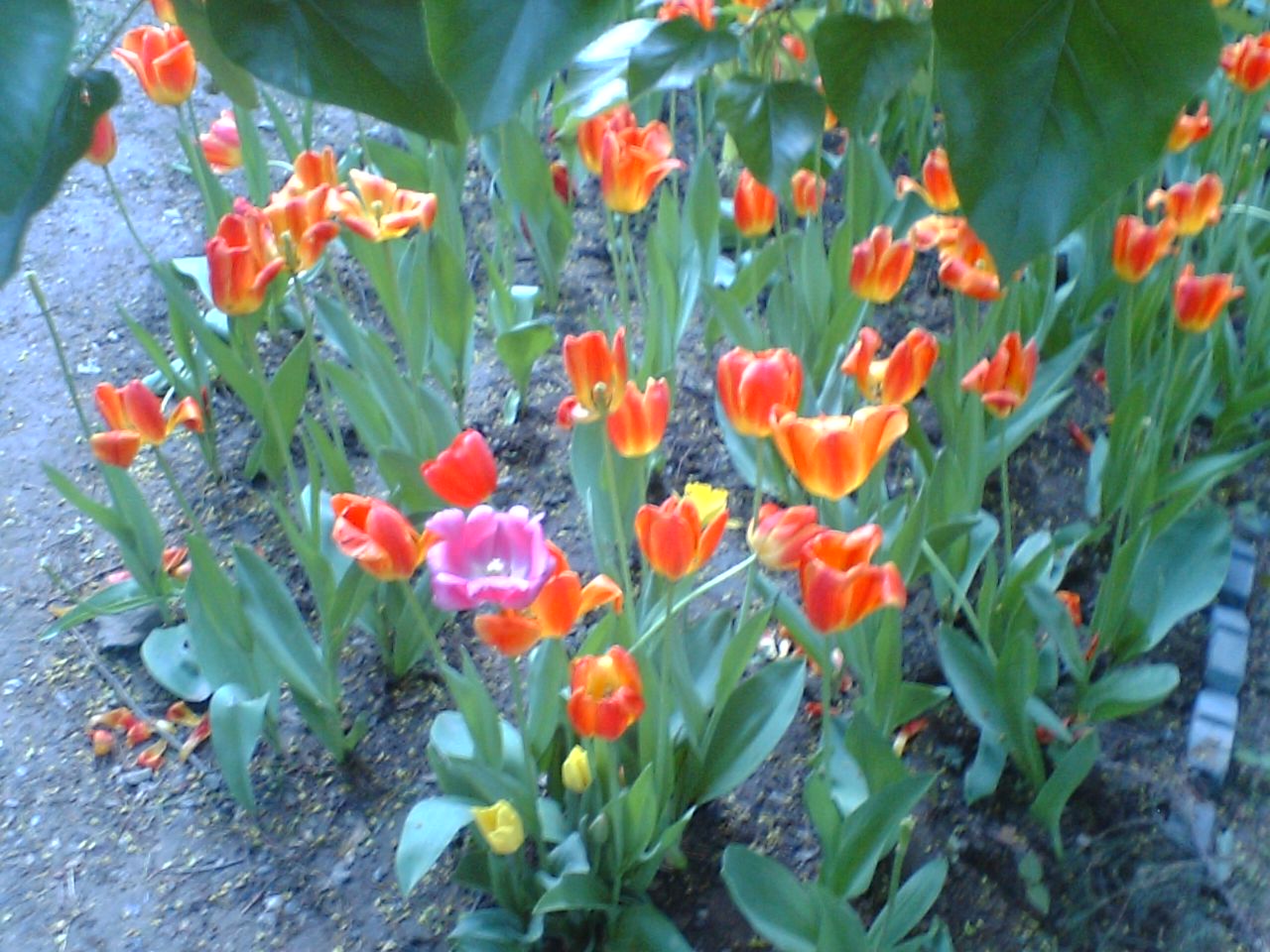 photo00247.JPG
