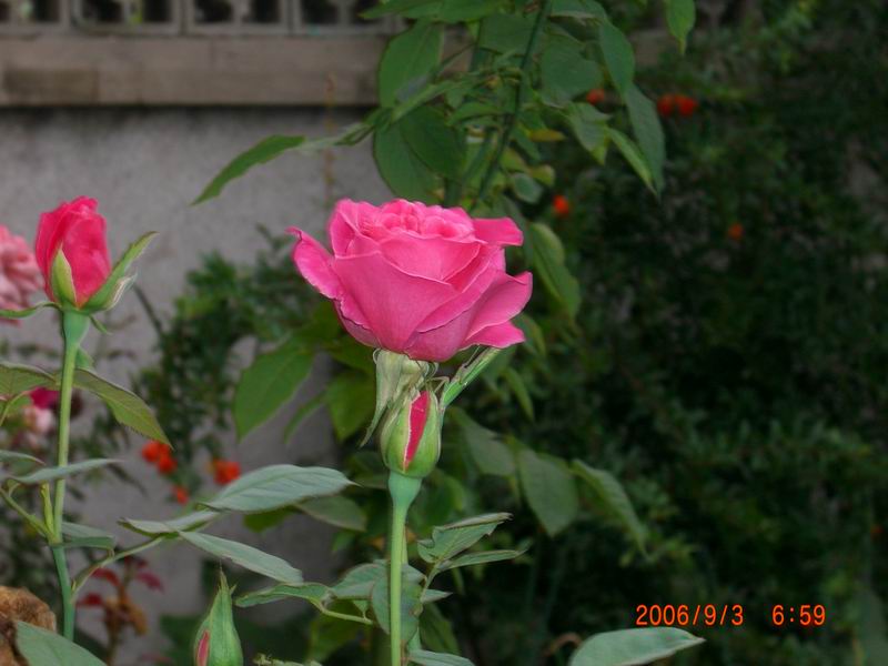 CIMG0011.JPG