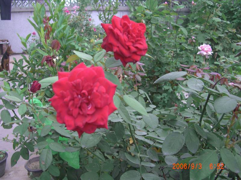 CIMG0004.JPG