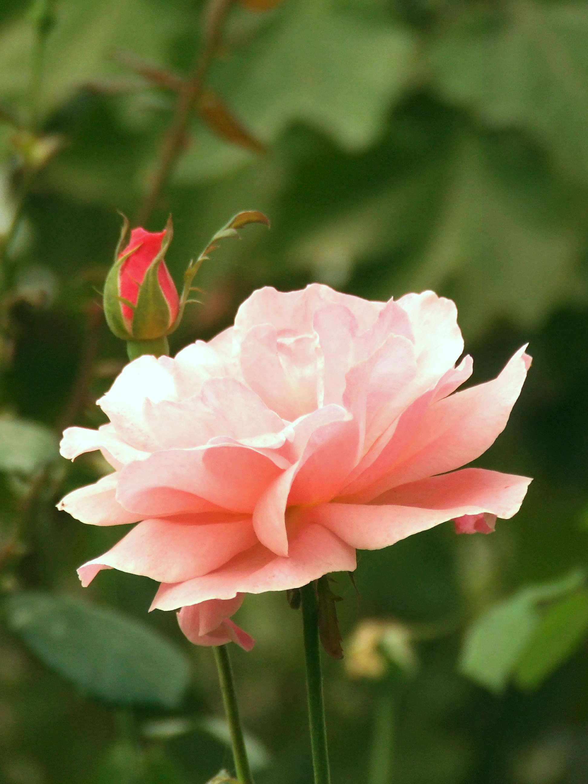 DSCF1186a.jpg