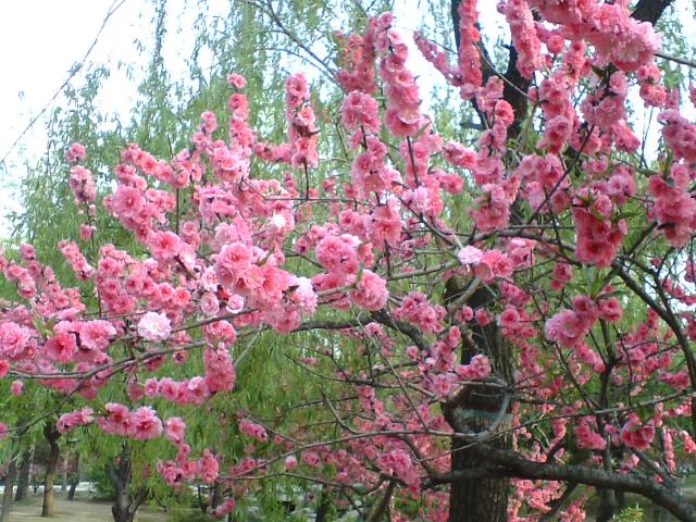 photo00071.JPG